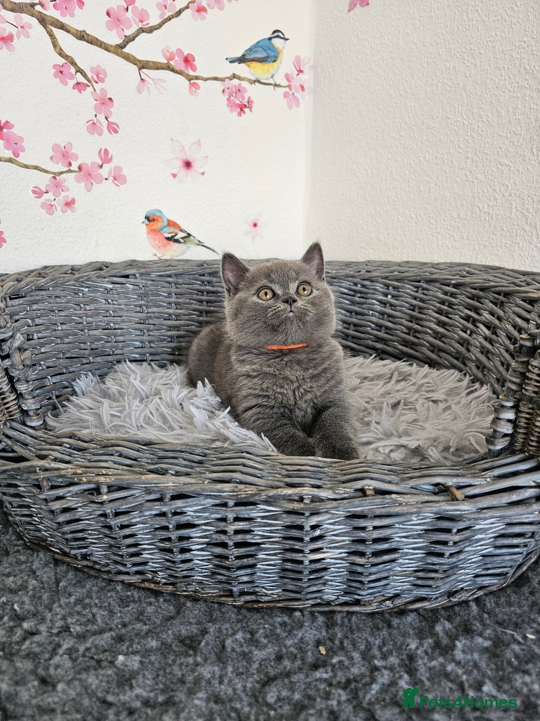British Shorthair cats for sale: Gccf British Shorthair kittens  - Image 8
