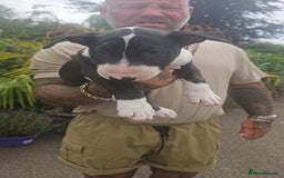 English Bull Terrier dogs for sale: English bullterrier pups for sale  - Image 5