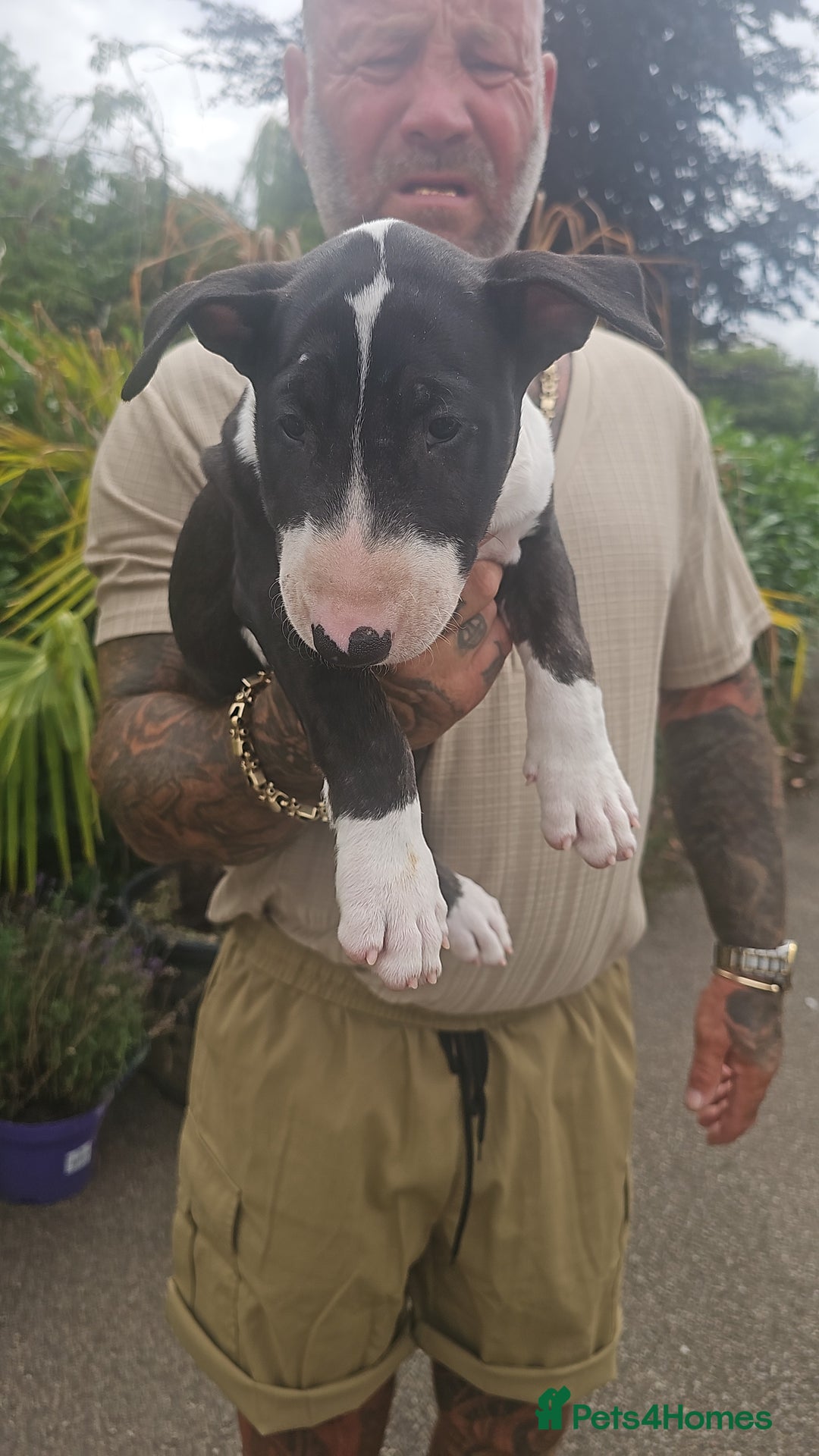 English Bull Terrier dogs for sale: English bullterrier pups for sale  - Image 5