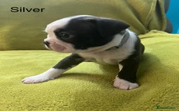Boston Terrier dogs for sale: Boston terriers for sale - Image 3