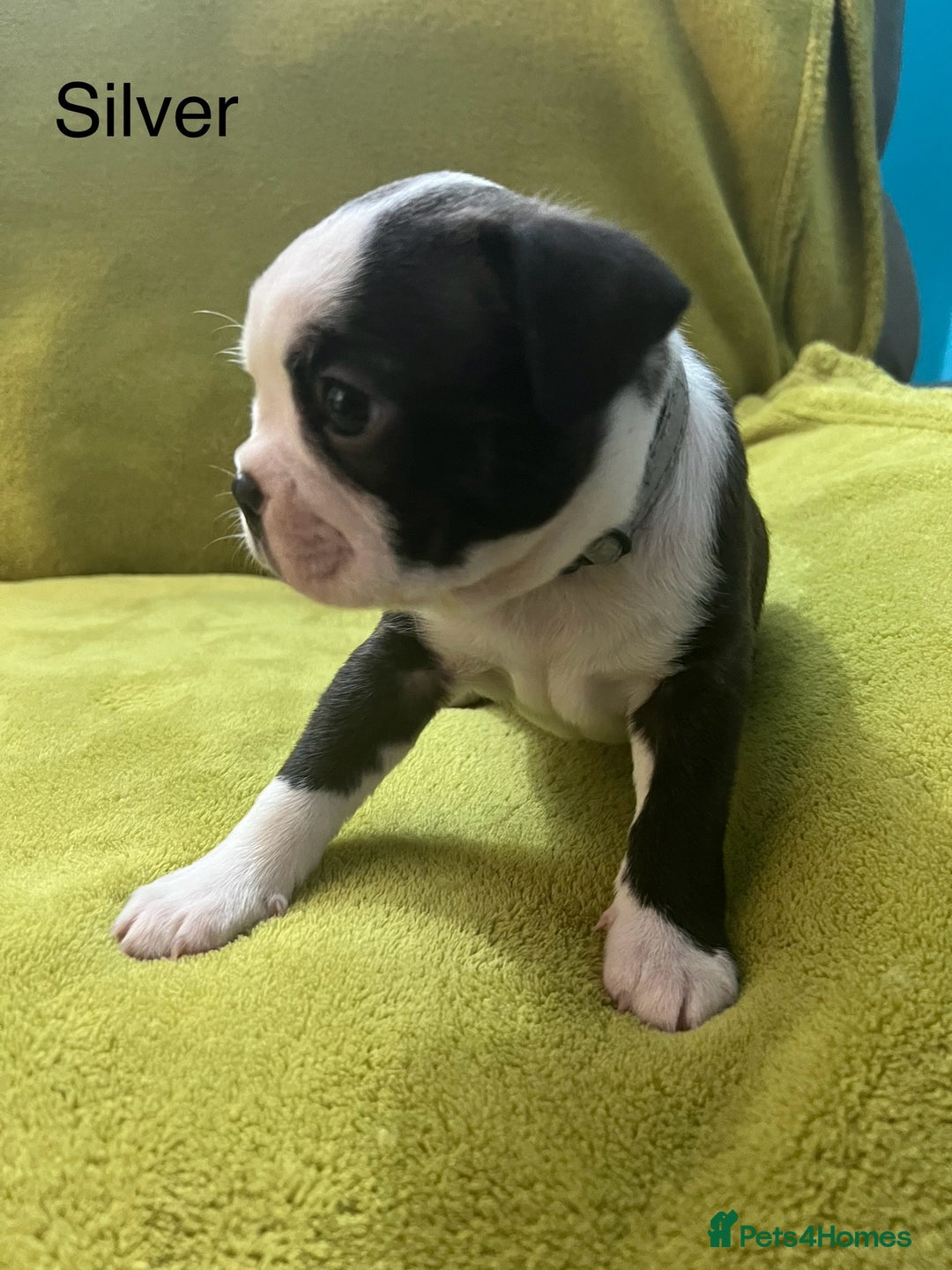 Boston Terrier dogs for sale: Boston terriers for sale - Image 3