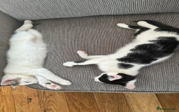 Mixed Breed cats for sale: READY NOW- 2 F Left. Beautiful Natures in Northampton - Image 3