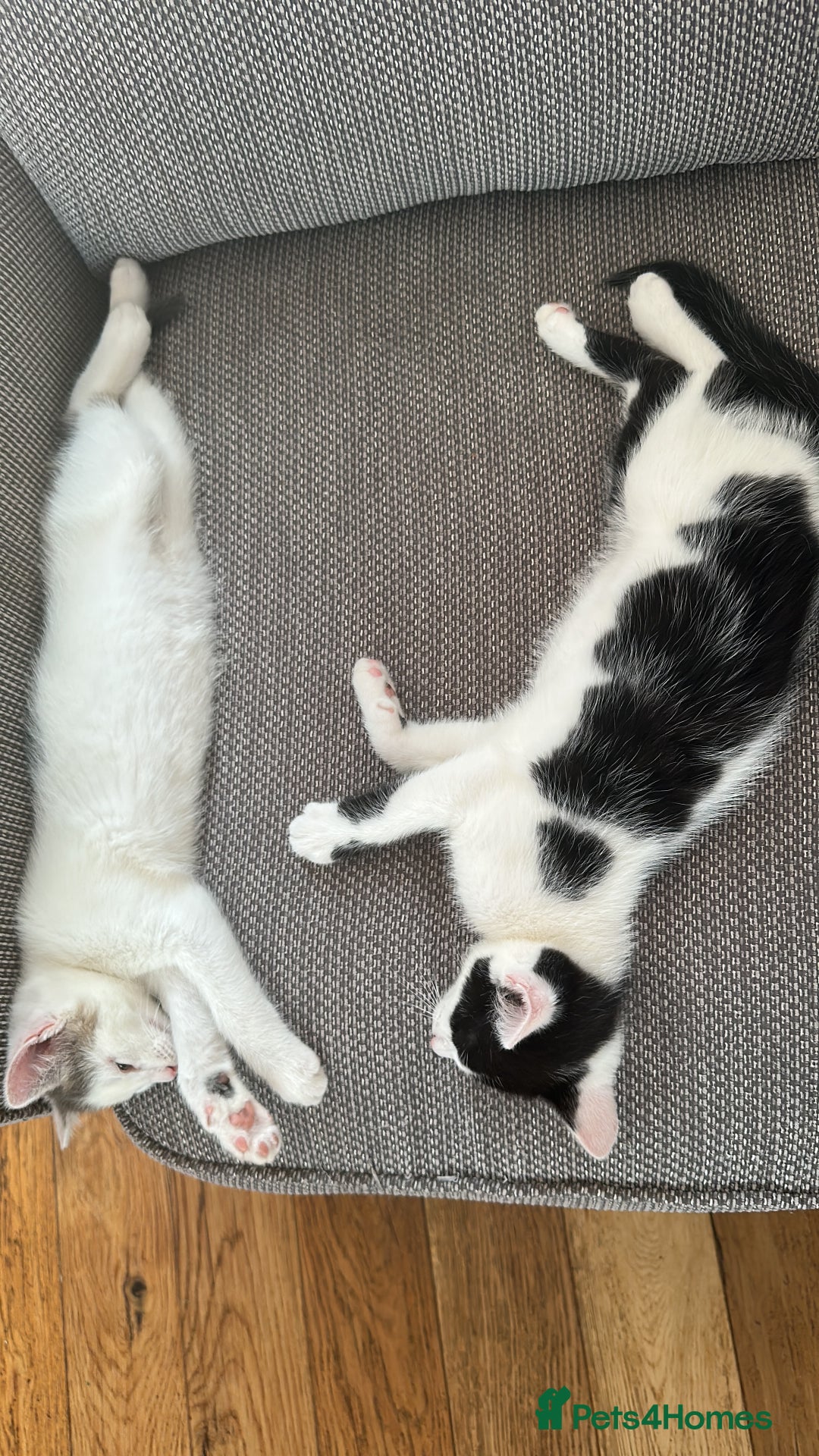 Mixed Breed cats for sale: READY NOW- 2 F Left. Beautiful Natures in Northampton - Image 3