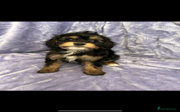 Cavapoo dogs for sale: Stunning rare colour F1 Cavapoo’s  - Image 7