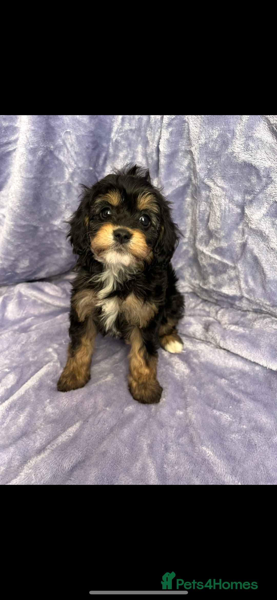 Cavapoo dogs for sale: Stunning rare colour F1 Cavapoo’s  - Image 7