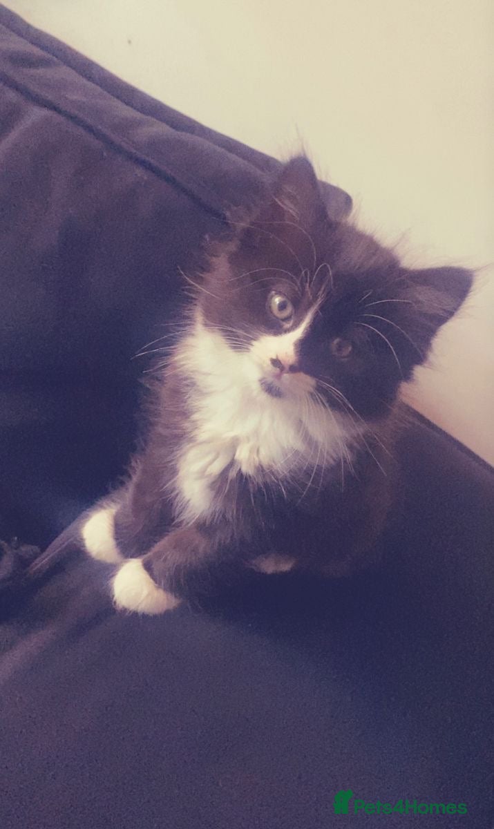 Mixed Breed cats 4 kittens, 3 girls & 1 boy - Advert 14