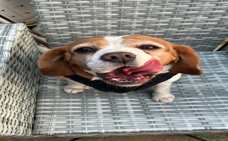 Beaglier dogs - Advert 1