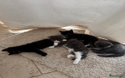 Ragdoll cats for sale: RAGDOLL MIX KITTENS FOR SALE - Image 18