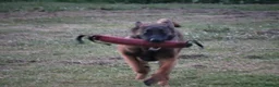 Belgian Shepherd Dog dogs for sale: Kc registered malinois  - Advert 18