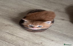 Maine Coon cats for sale: Maine Coon Kittens  - Image 19