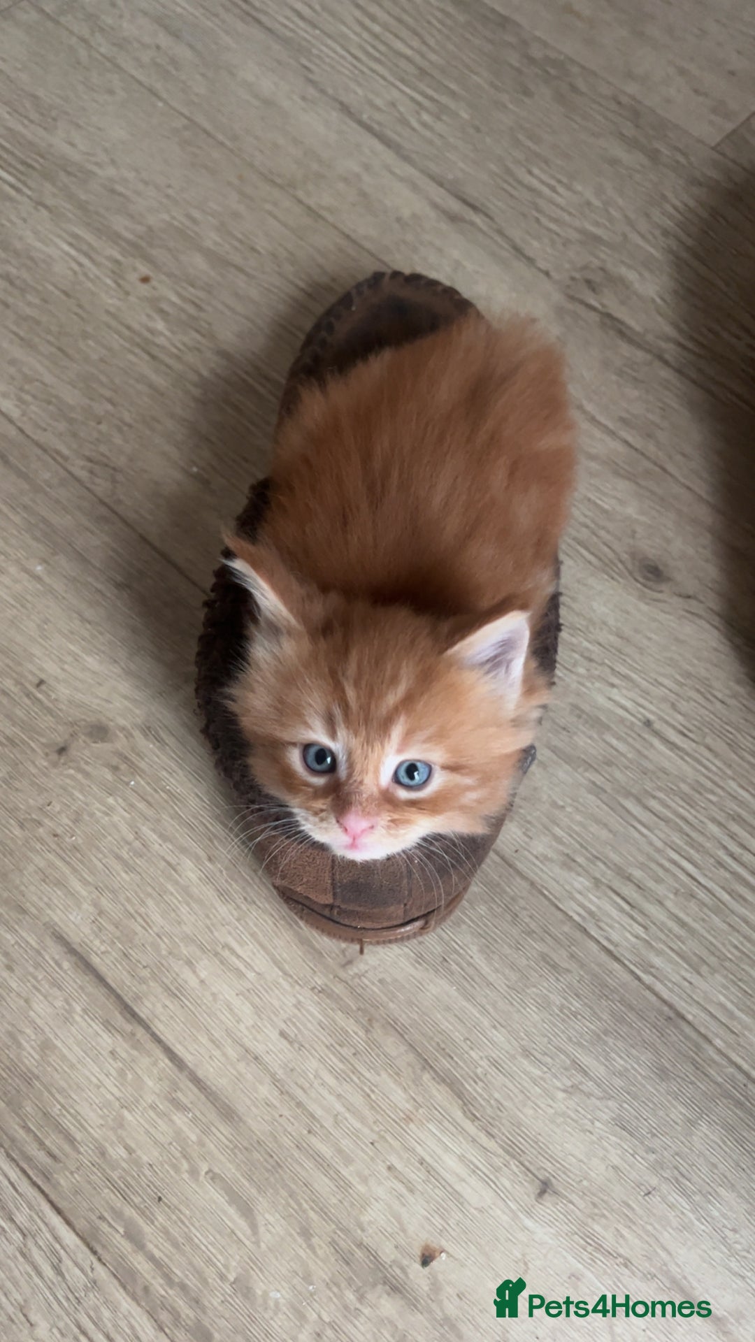 Maine Coon cats for sale: Maine Coon Kittens  - Image 19