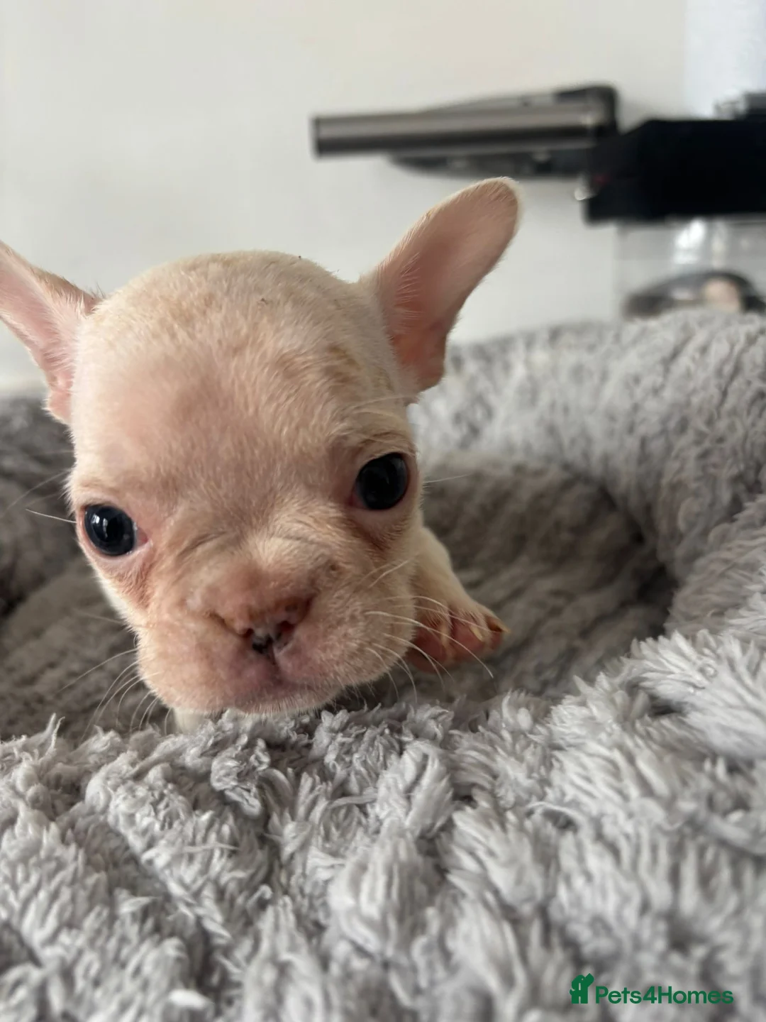 French Bulldog dogs for sale: French Bulldog  in Southend-on-Sea - Advert 8