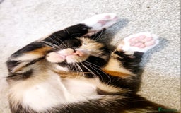 British Shorthair cats for sale: 3 month old kittens - Image 6