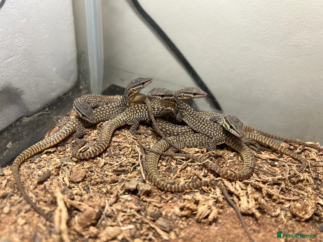 Monitor reptiles for sale: Baby Ackie Monitors in Epping - Advert 1
