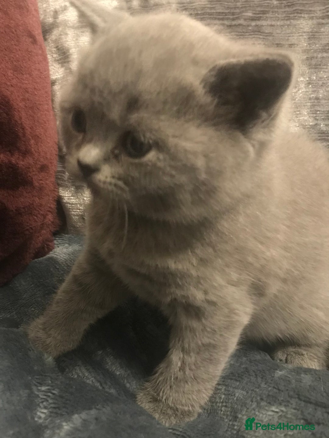 British Shorthair cats for sale: GCCF Registered Kittens - Advert 3