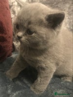 British Shorthair cats - Advert 15