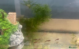 Shrimps fish for sale: Red shrimps for sale  - Image 1