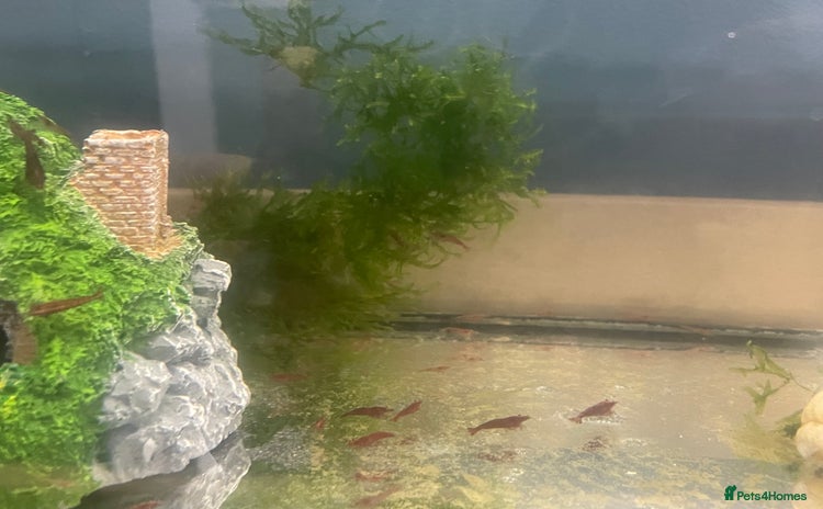 Shrimps fish - Advert 5