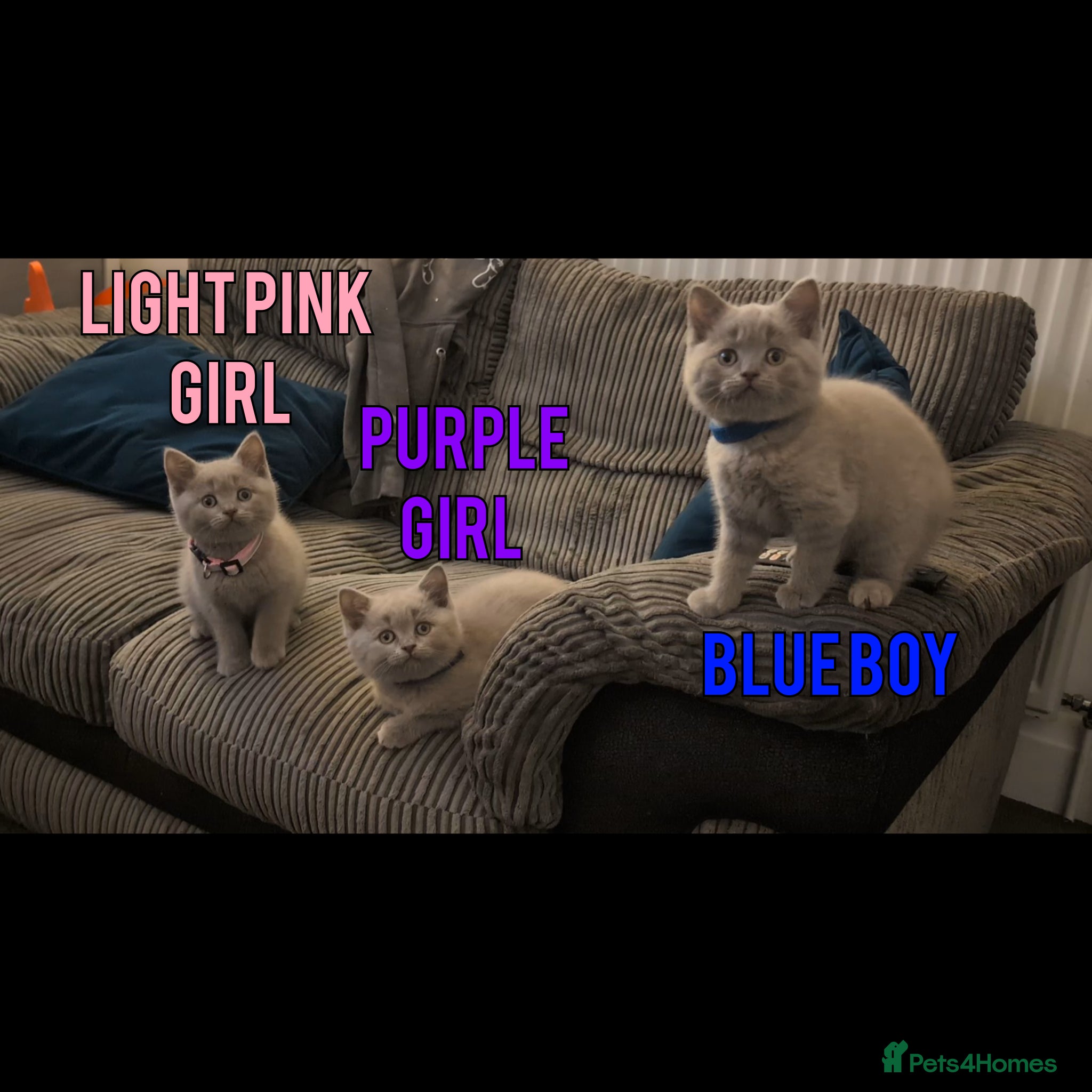 British Shorthair cats Stunning Lilac British Shorthair Kittens For Sale - Advert 2