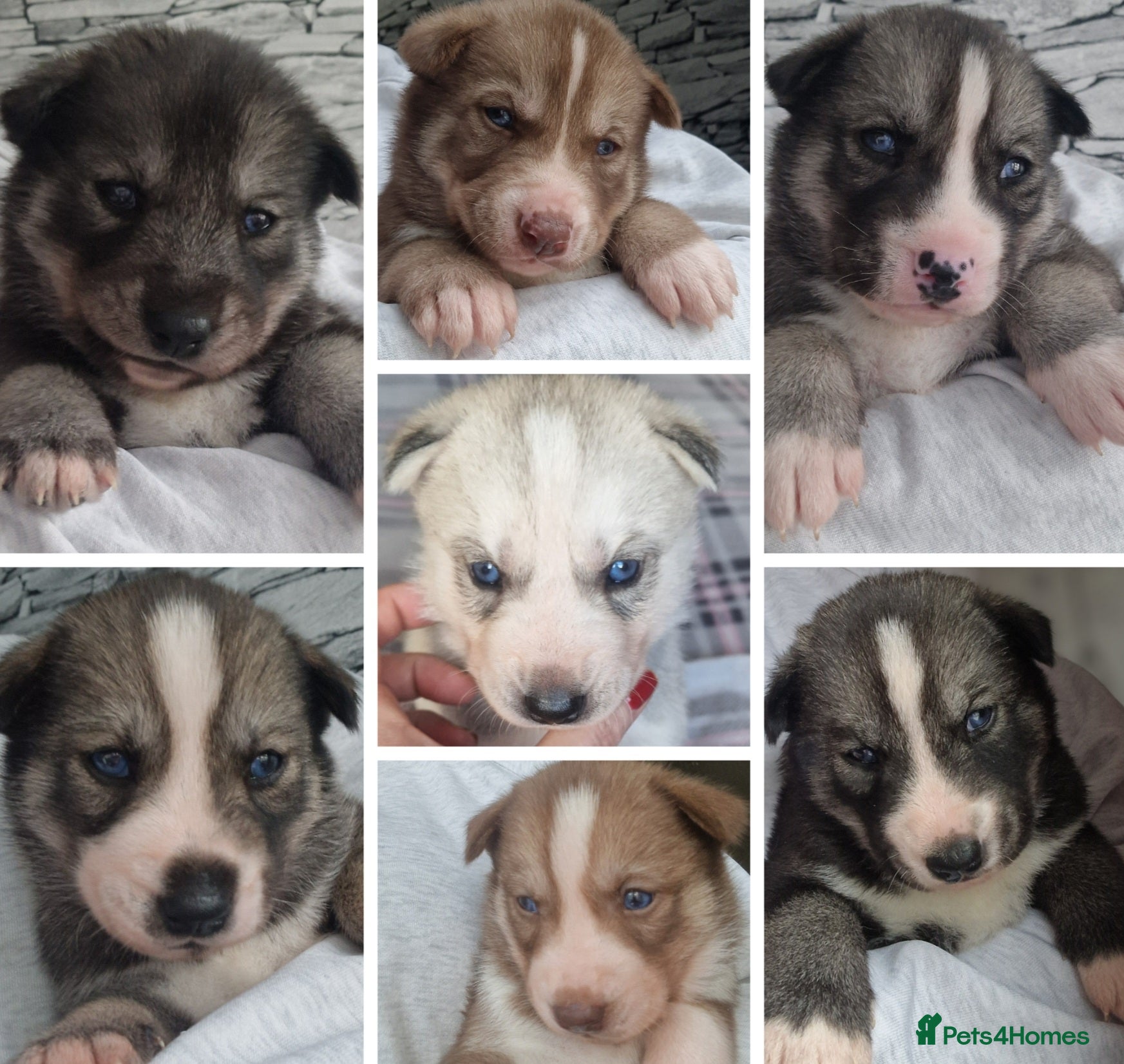 Siberian Husky dogs  Beautiful full breed siberian husky Pups ❤️ - Advert 16