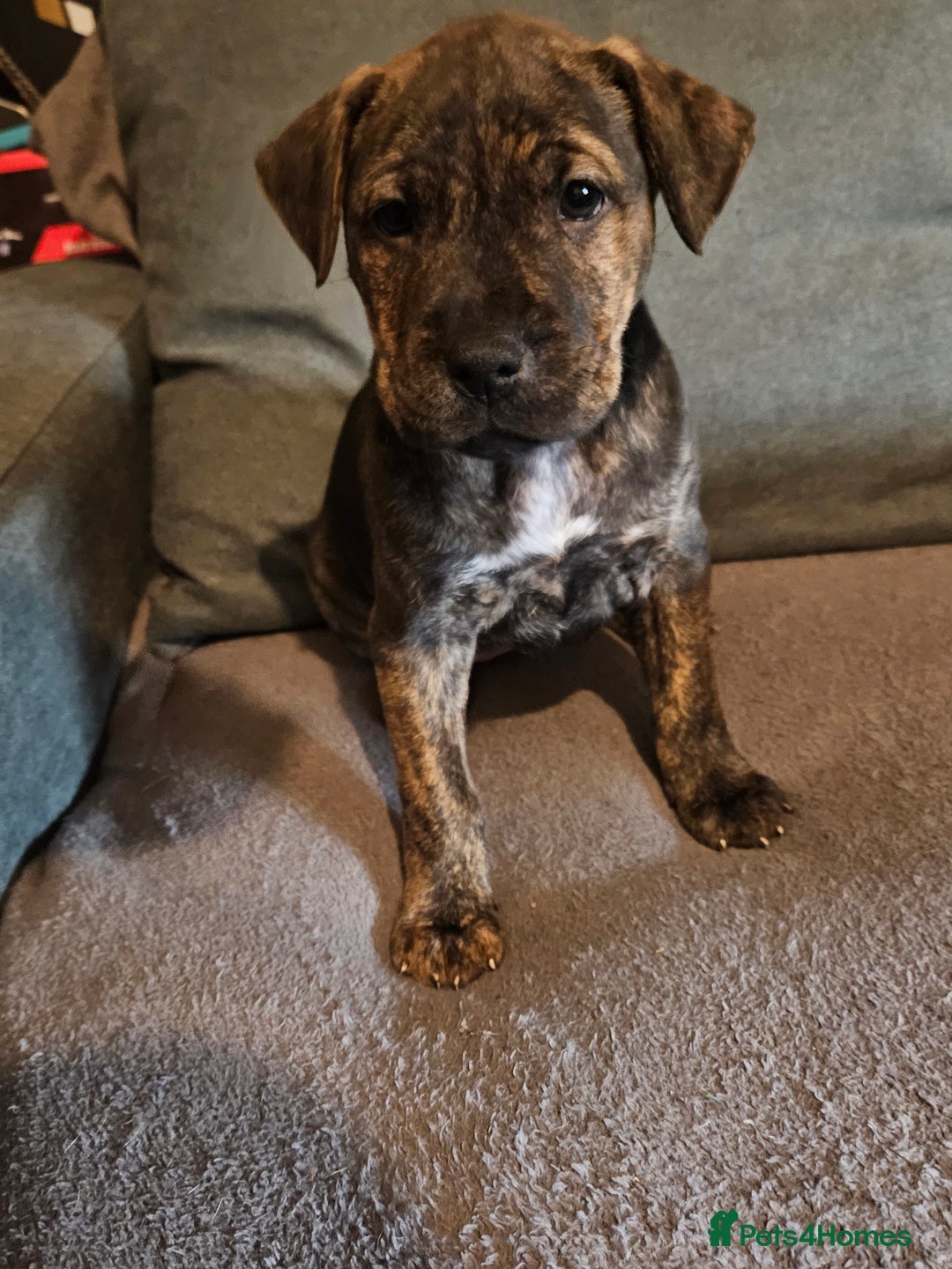 Mixed Breed dogs for sale: Cane corso x shar pei x staffy - Advert 15