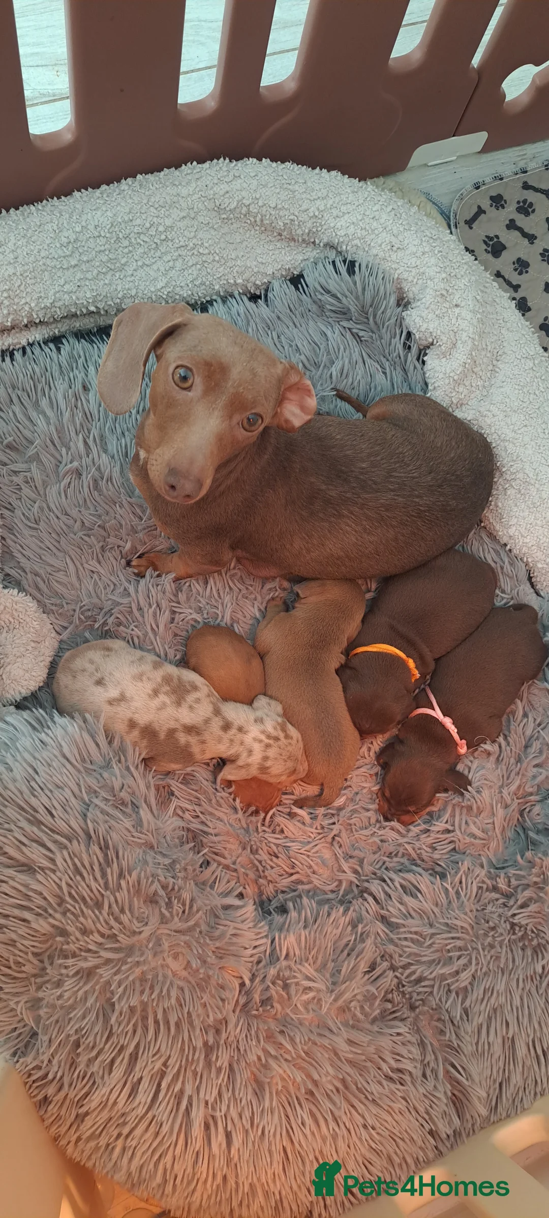 Dachshund dogs for sale: Miniature dachshund 1 girl left - Advert 30