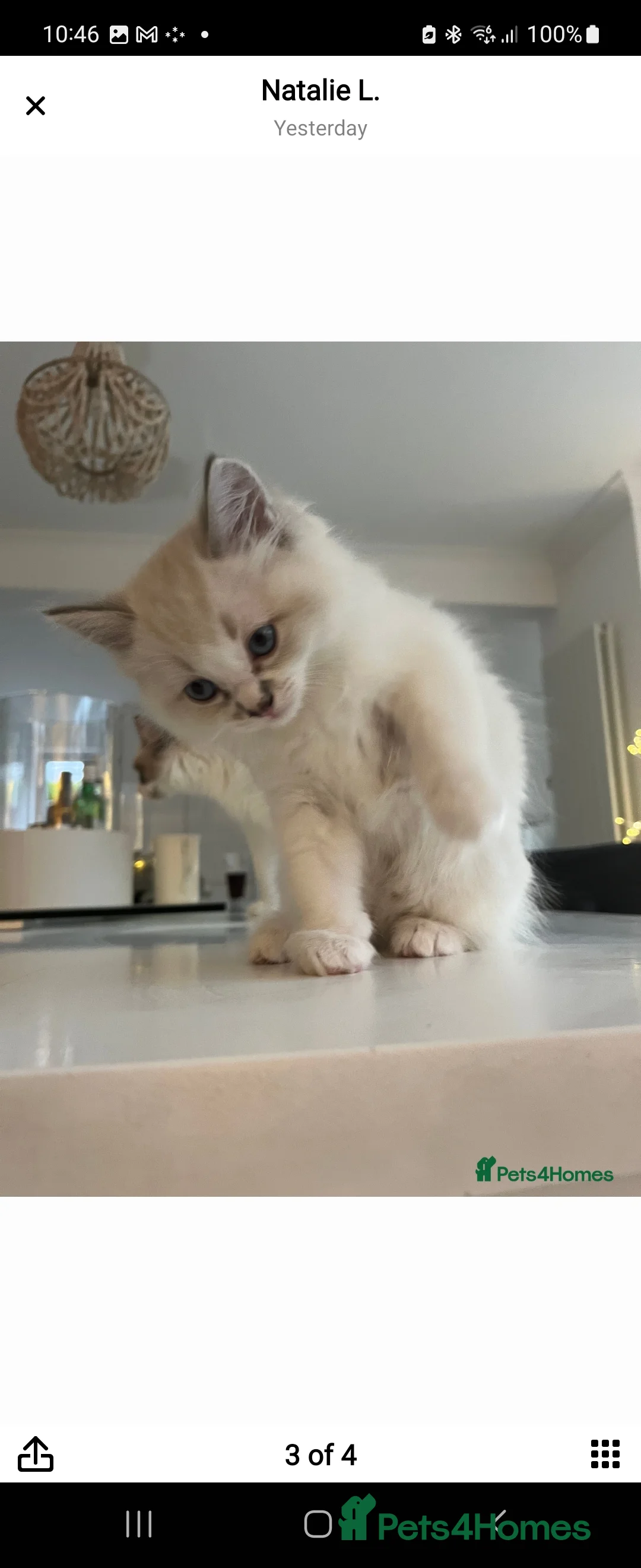 Ragdoll cats for stud: 100% proven boy for stud in Wakefield - Advert 10