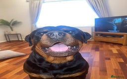 Rottweiler dogs for sale: 3 Year old Rottweiler for sale  - Image 1