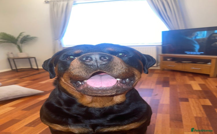 Rottweiler dogs - Advert 9