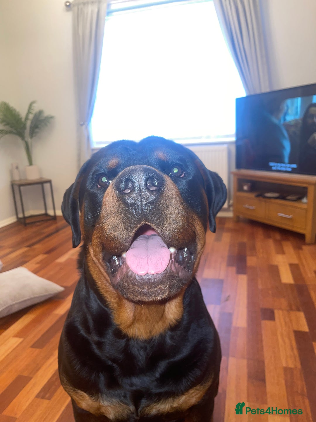 Rottweiler dogs for sale: 3 Year old Rottweiler for sale  - Image 1
