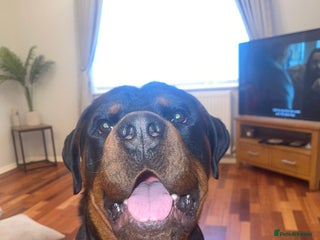 Rottweiler dogs - Advert 1