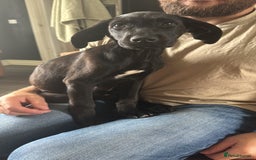 Mixed Breed dogs for sale: Labrador x Cane Corso Pups in Stockton-on-Tees - Image 3