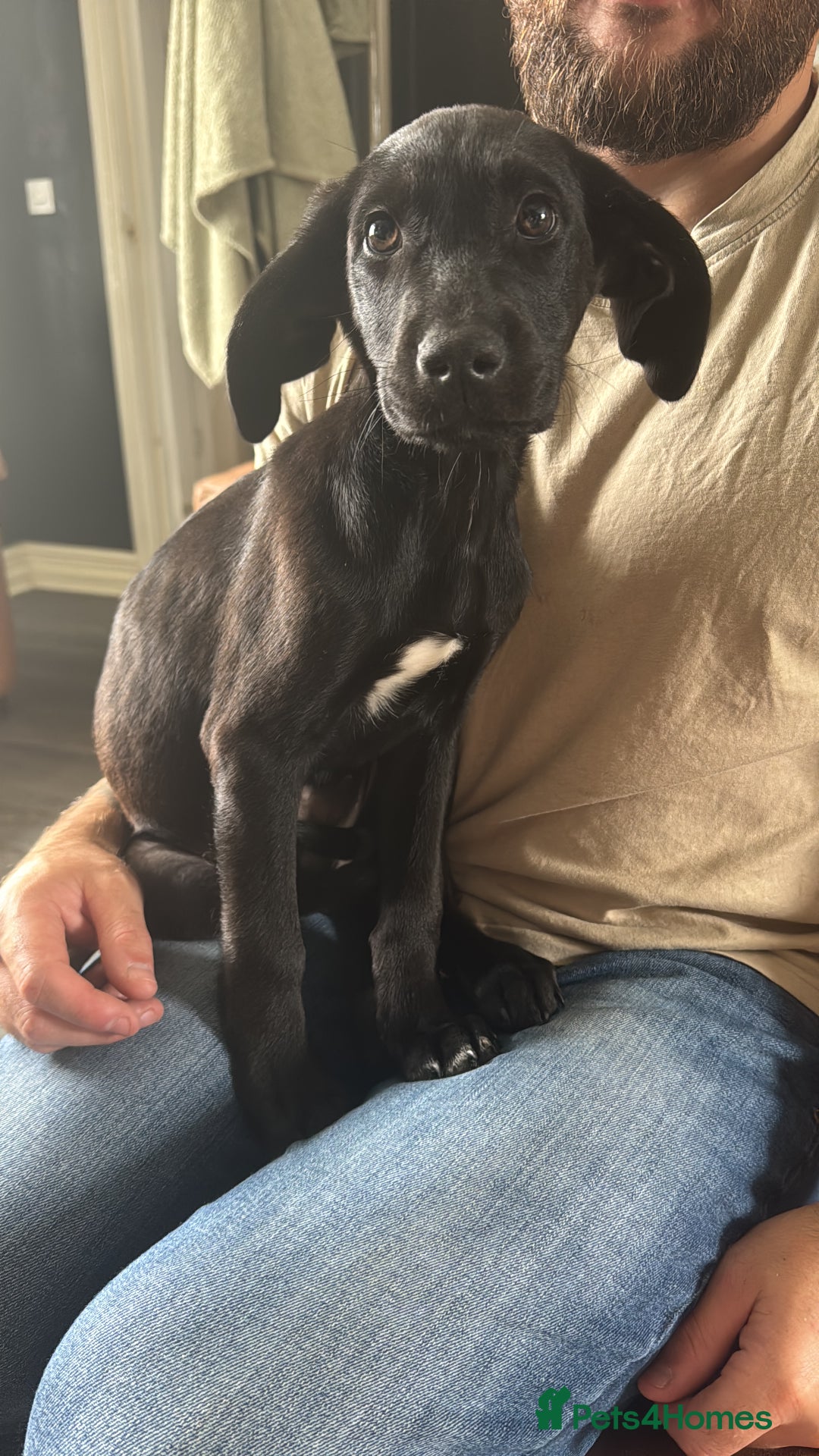 Mixed Breed dogs for sale: Labrador x Cane Corso Pups in Stockton-on-Tees - Image 3