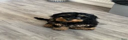 Cockapoo dogs for sale: Cockapoo 9 month old Pup in Doncaster - Advert 5