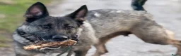 German Shepherd dogs for sale: German Shepherd Puppies - Advert 11