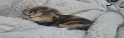 Scottish Fold cats for sale: Beautiful Tica Registered Babies - Advert 12