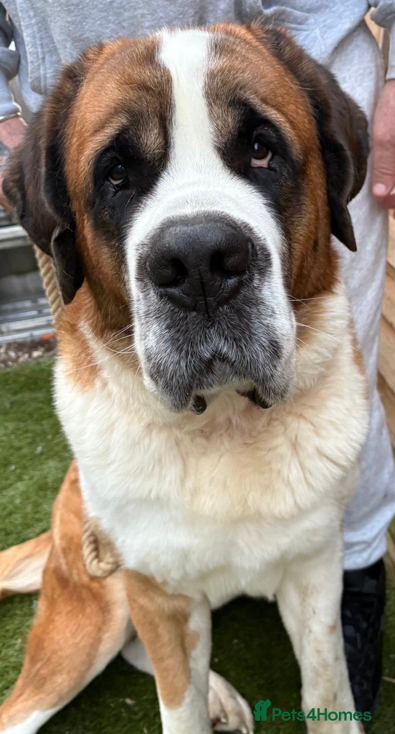 Saint Bernard dogs Saint B from HIP & ELBOW tested parents - Advert 1