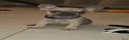 French Bulldog dogs for sale: Ready to collect  - Advert 23
