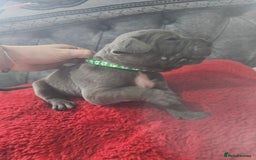 Cane Corso dogs for sale: Cane corso pups  - Image 6