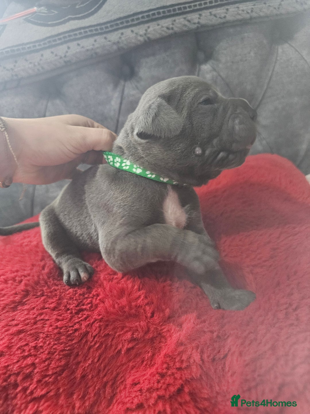 Cane Corso dogs for sale: Cane corso pups  - Image 6