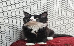 Maine Coon cats for sale: Pure breed Maine Coons Kittens  - Image 23