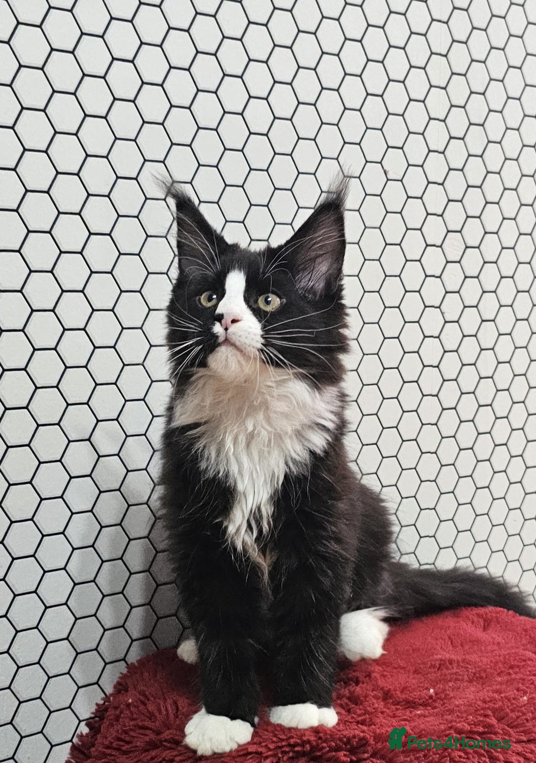 Maine Coon cats for sale: Pure breed Maine Coons Kittens  - Image 23