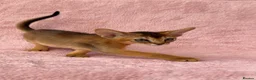 Abyssinian cats for sale: Gorgeous Abyssinian ruddy girls🤎❤️ - Advert 16