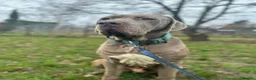Mixed Breed dogs for adoption: Meet Bruno, currently residing in Surrey  in Walton-on-Thames - Advert 12