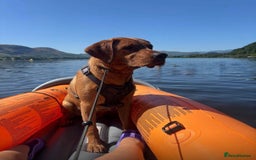 Labrador Retriever dogs for sale: FOX RED LABRADORS OUTSTANDING HEALTH 280 PLUS DNA - Image 9