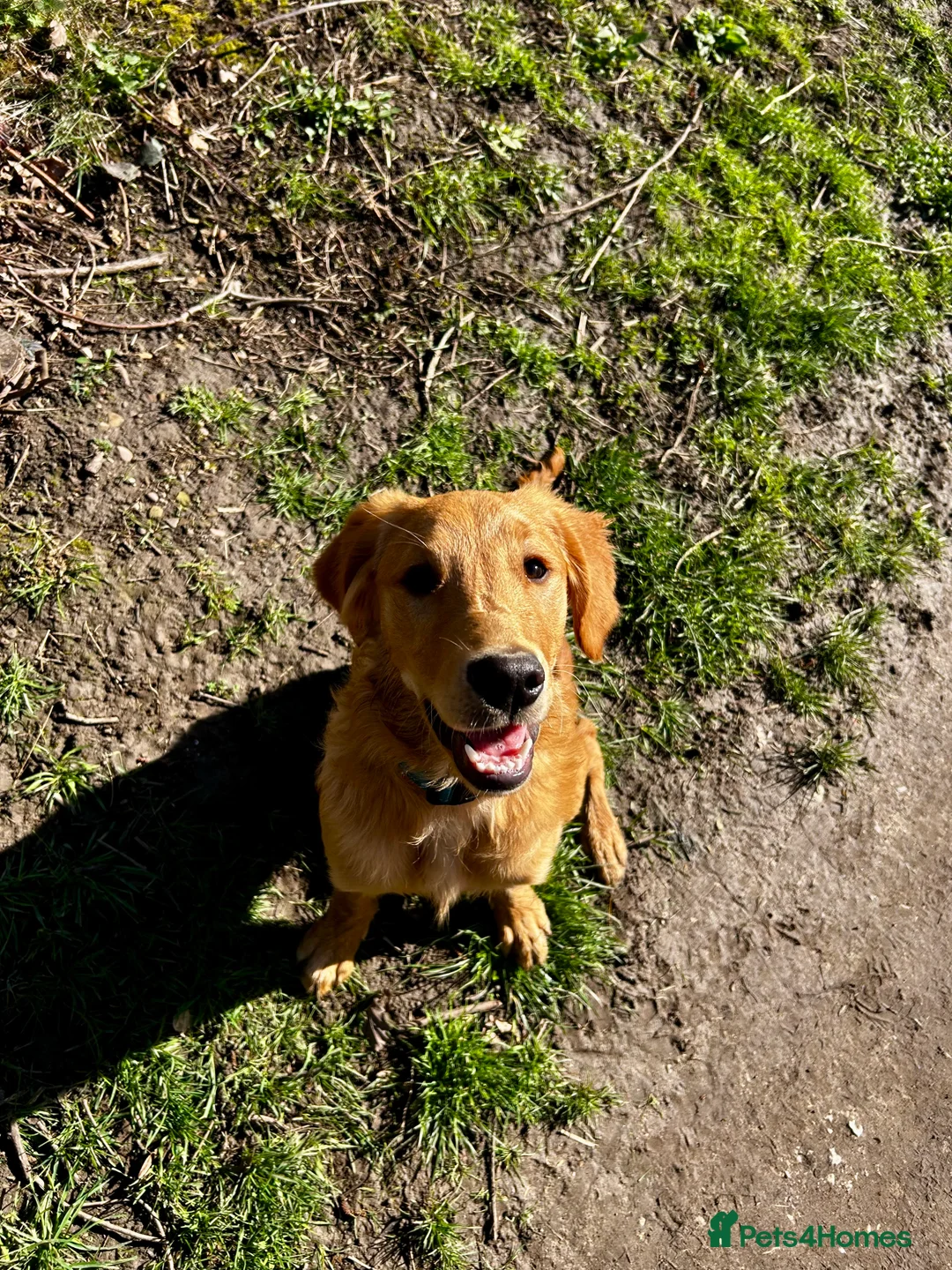 Golden Retriever dogs for sale: Trained Golden Retriever for sale  - Advert 2