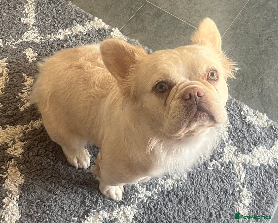 French Bulldog dogs for sale: Gorgeous fluffy Frenchie female  - Image 4