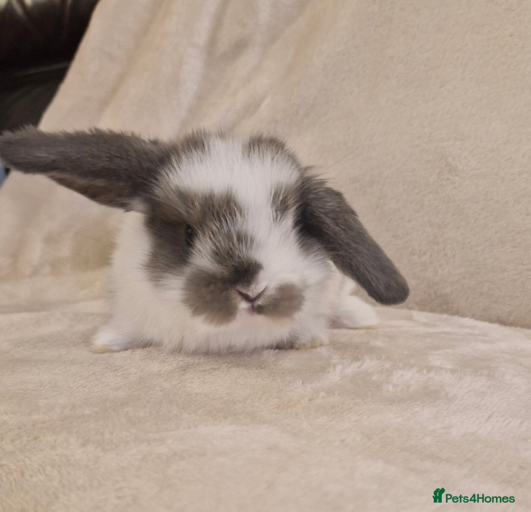 Mini Lop rabbits for sale: Mini lop babies - Advert 1