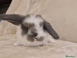 Mini Lop rabbits Mini lop babies - Advert 1