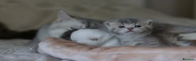 Scottish Fold Kitten 1